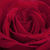 Rdeča - Vrtnica čajevka - Ingrid Bergman™
